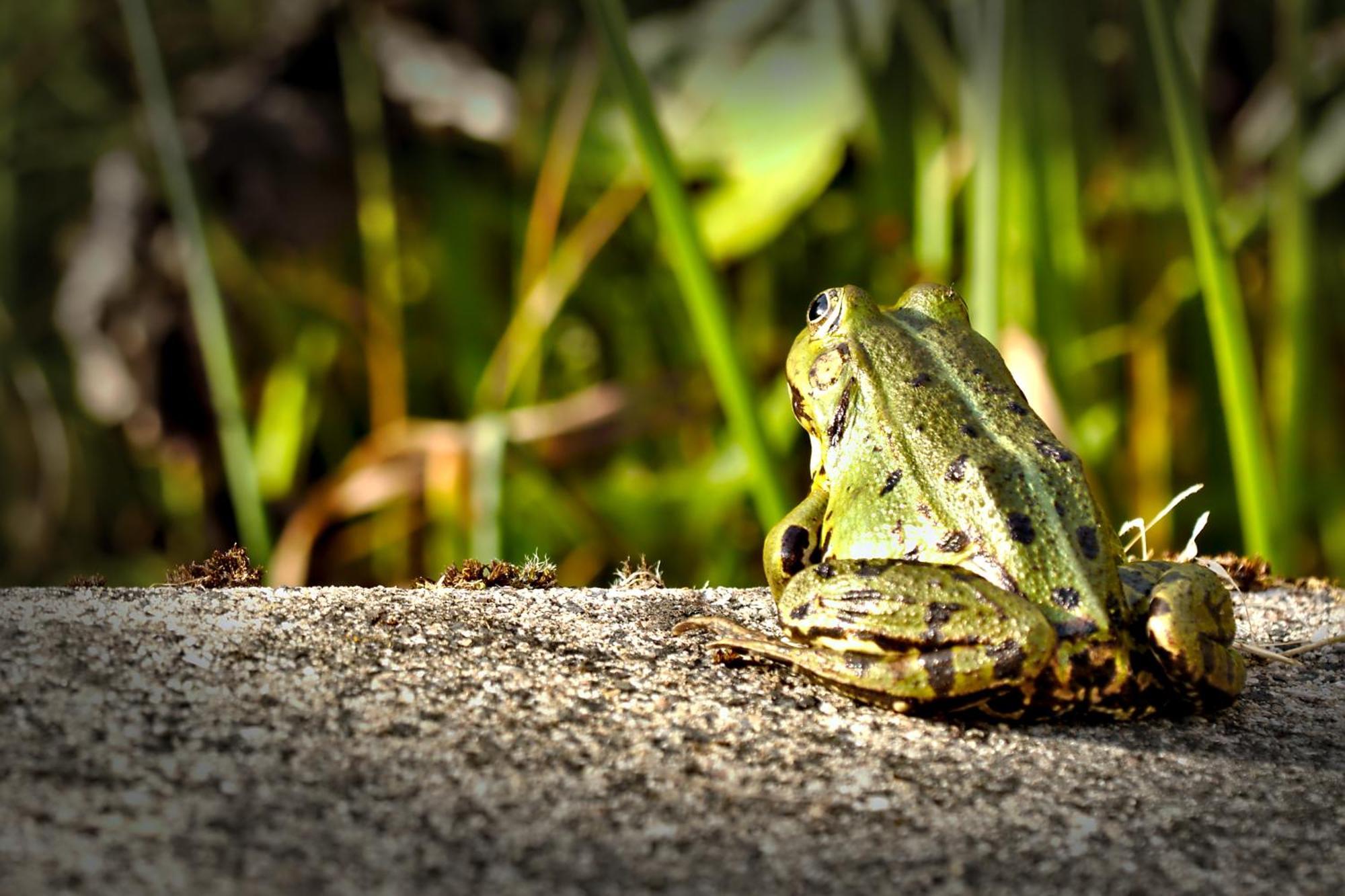 Froschkoenig Mit Teichblick Trendelburg Exterior foto